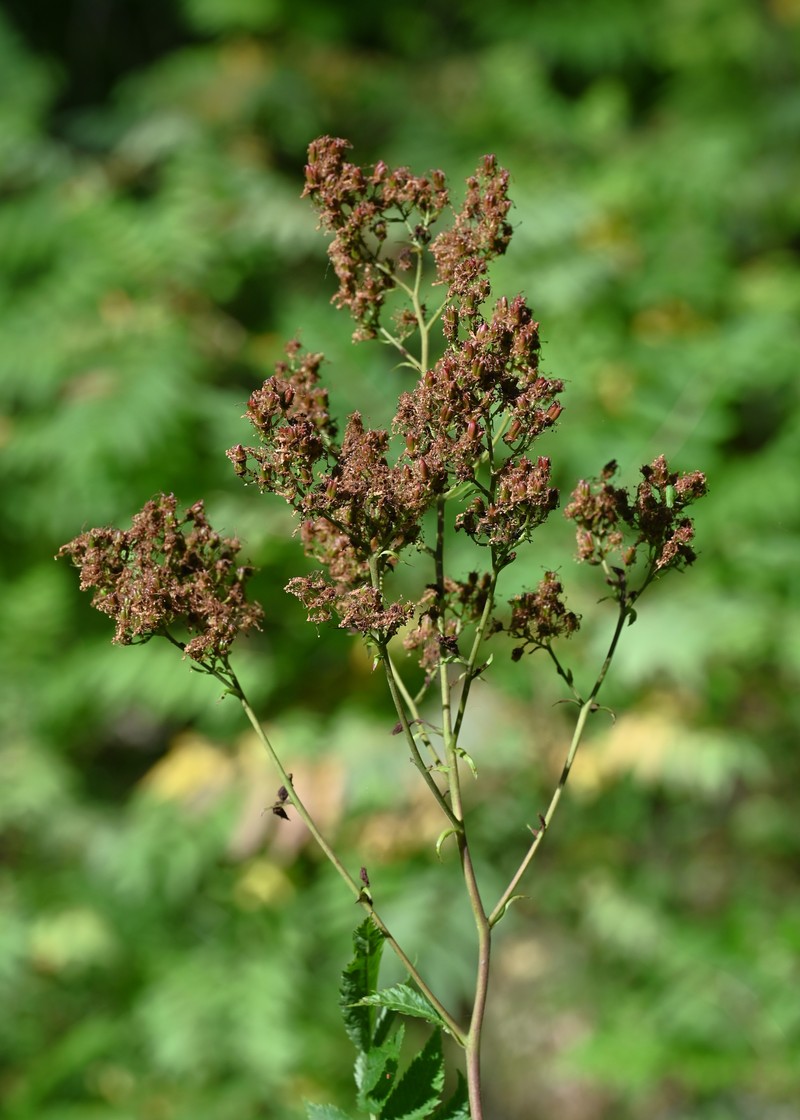 False Spiraea photo 4
