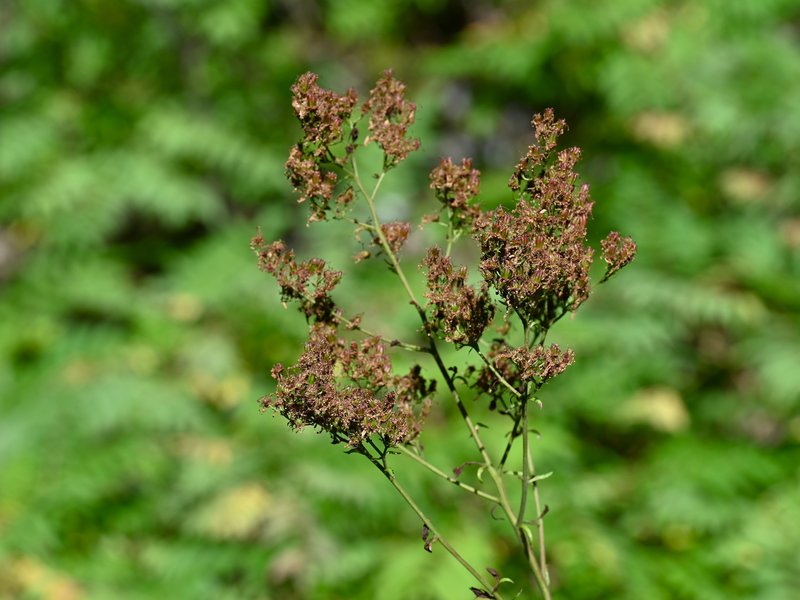 False Spiraea photo 6