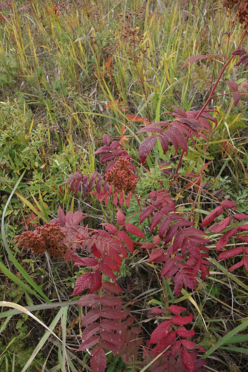 False Spiraea photo 7