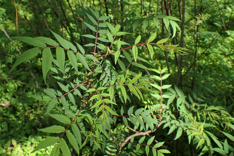 False Spiraea photo 8