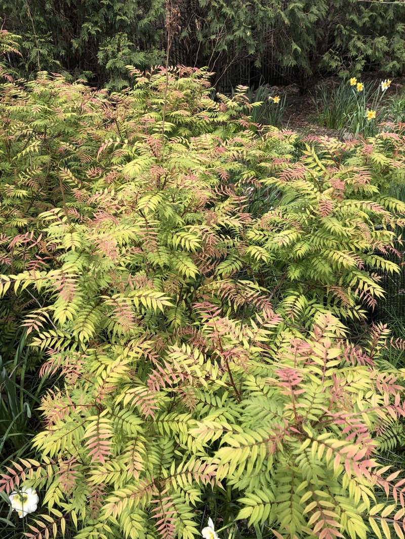 Sorbaria sorbifolia var. sorbifolia