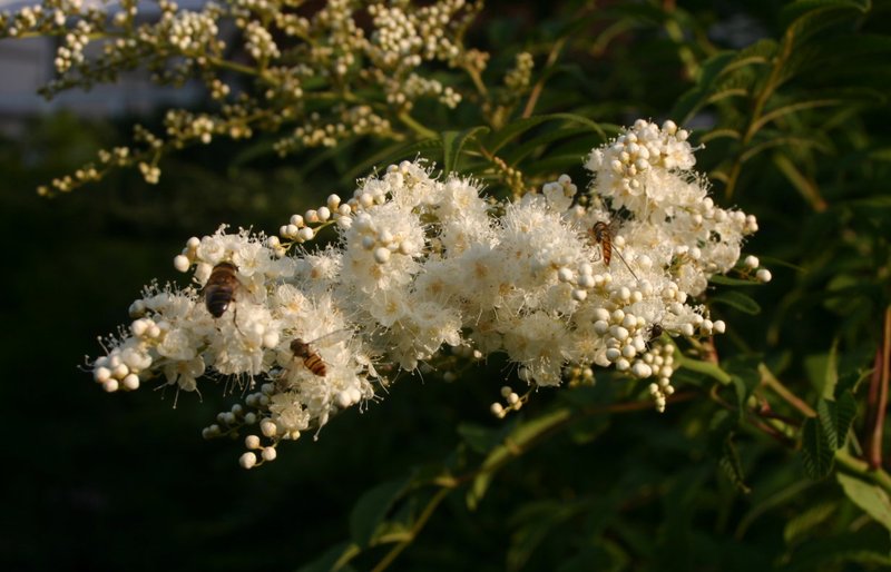 Sorbaria tomentosa