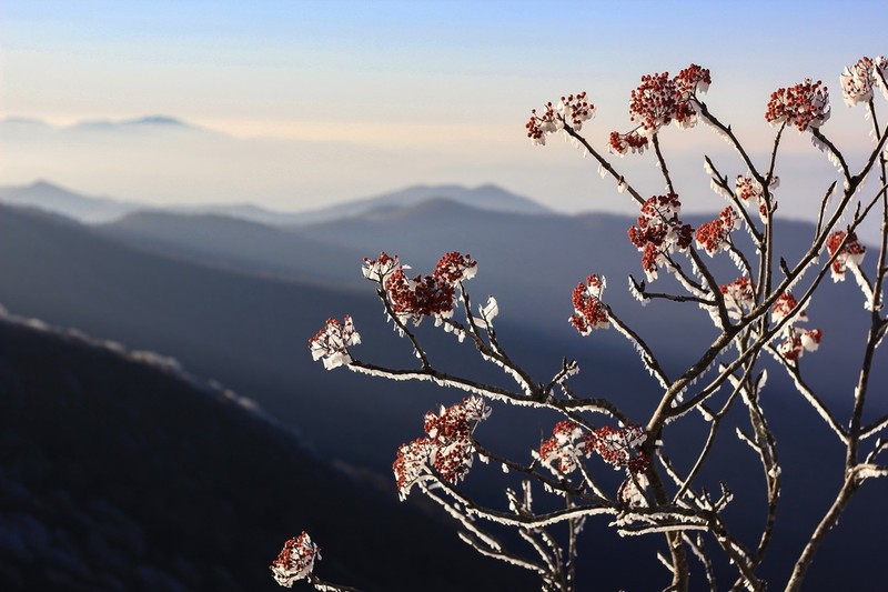 American Mountain Ash photo 4