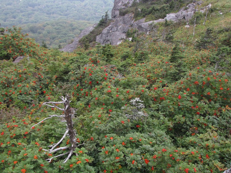 American Mountain Ash photo 5