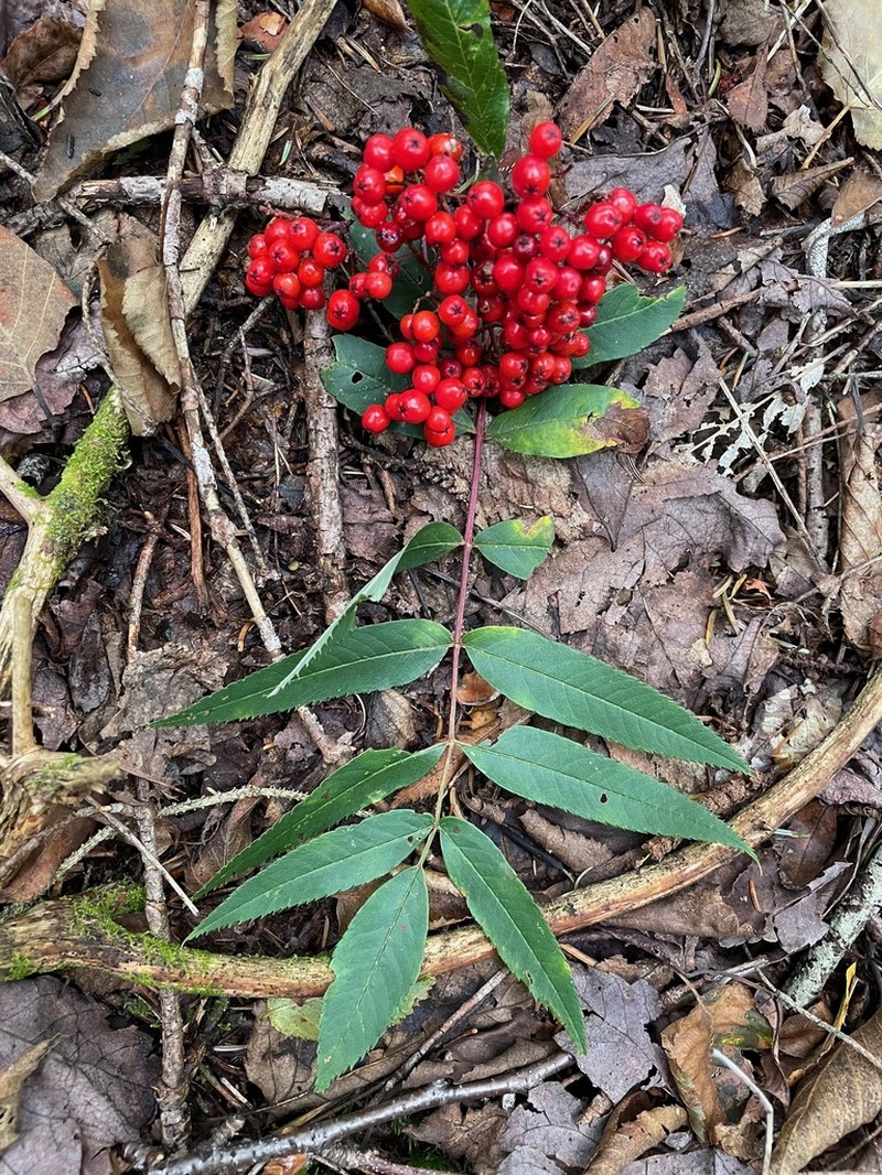 American Mountain Ash photo 6