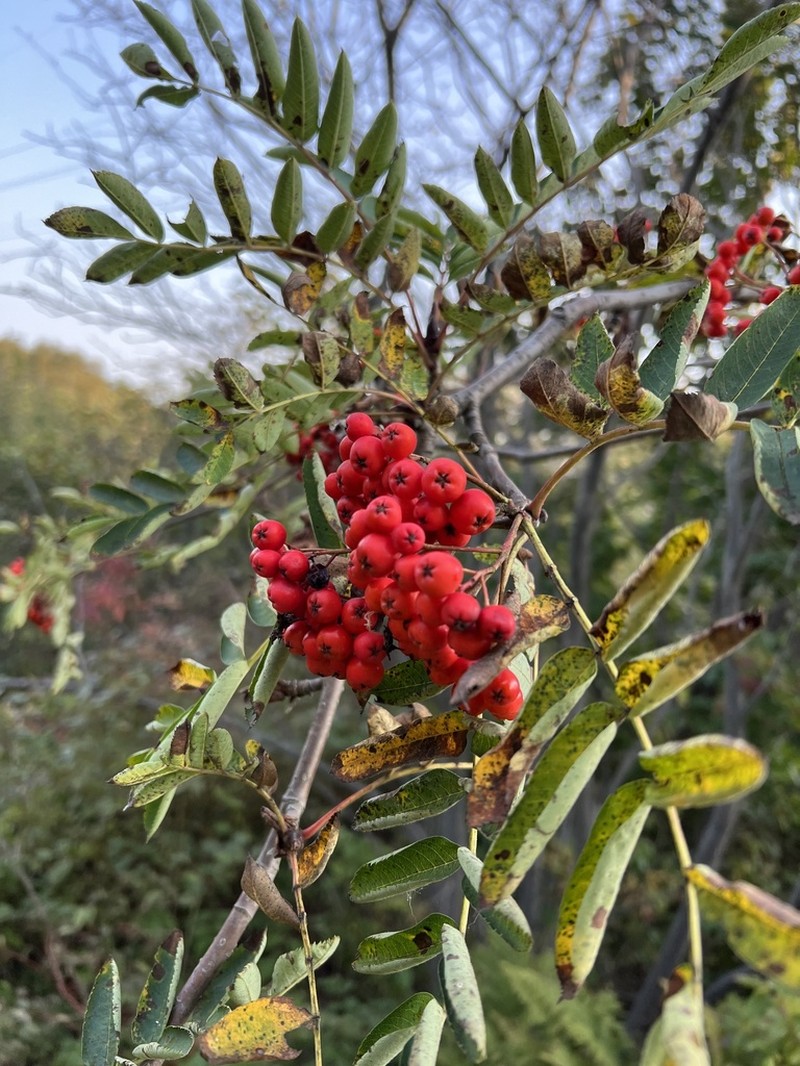 American Mountain Ash photo 7