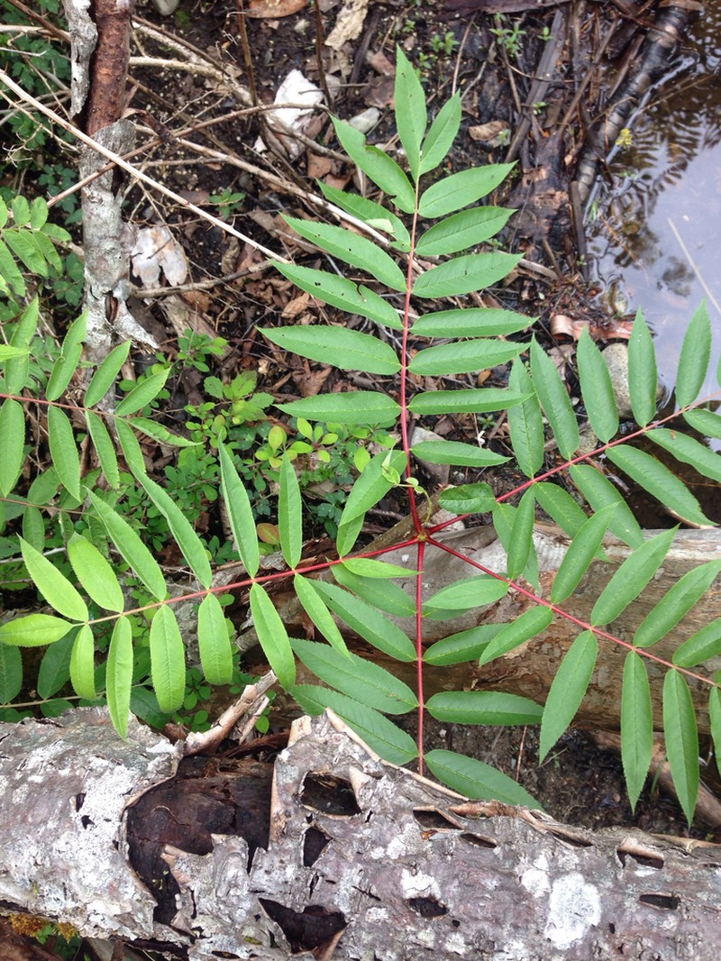 American Mountain Ash photo 8