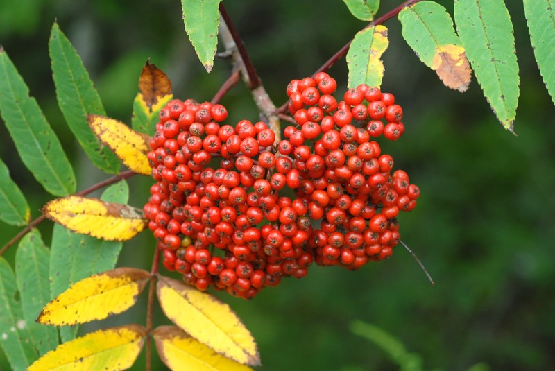 American Mountain Ash photo 2