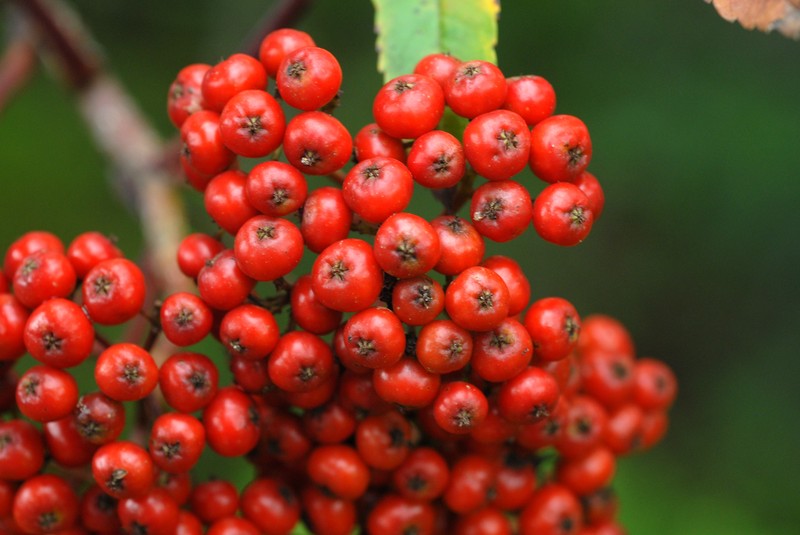 American Mountain Ash photo 3