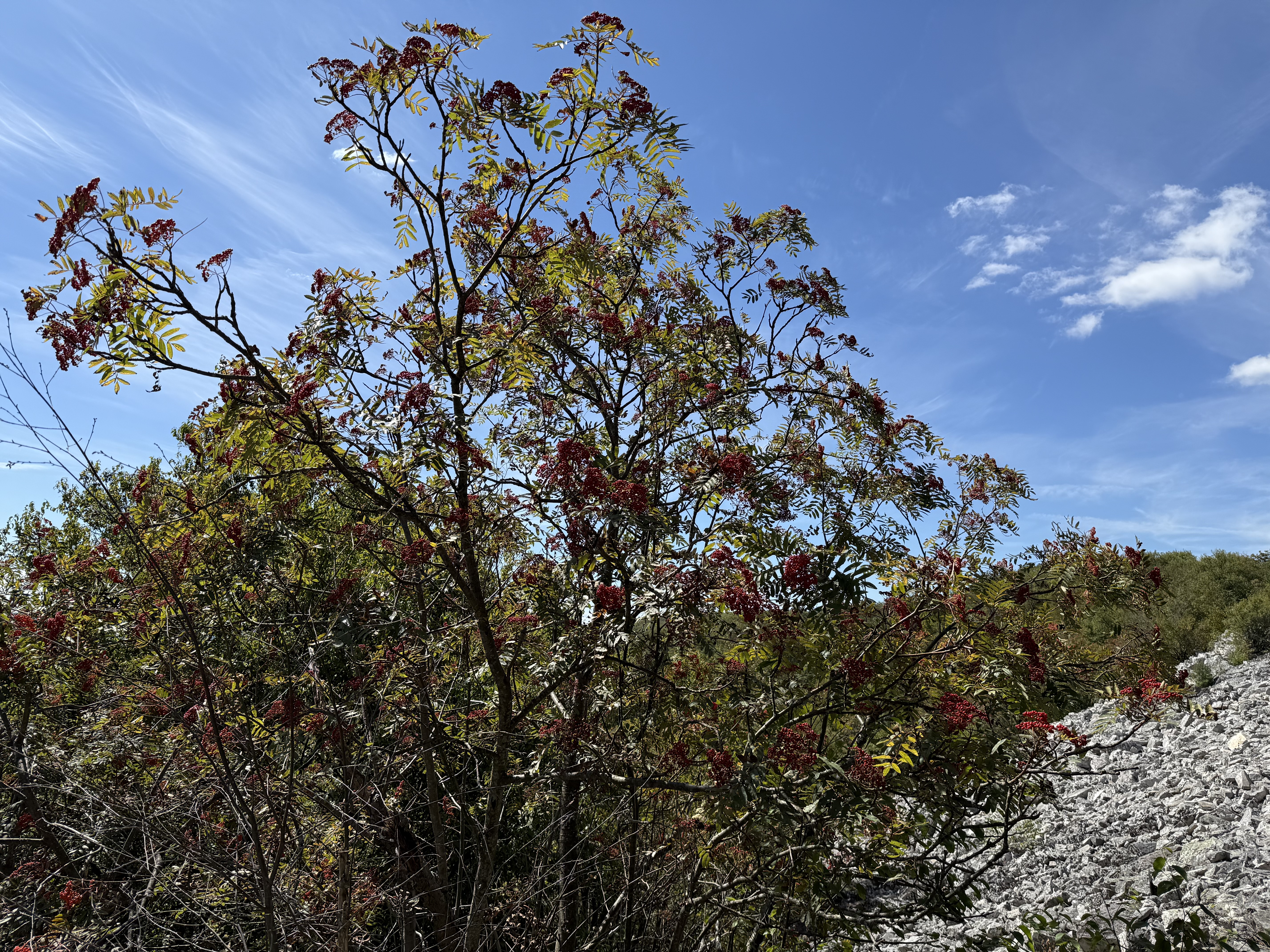 American Mountain Ash photo 5