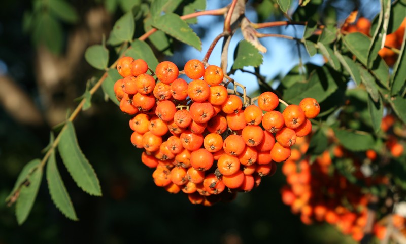 American Mountain Ash photo 4