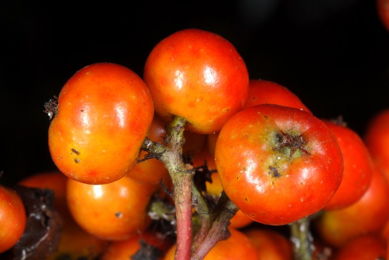 American Mountain Ash photo 6