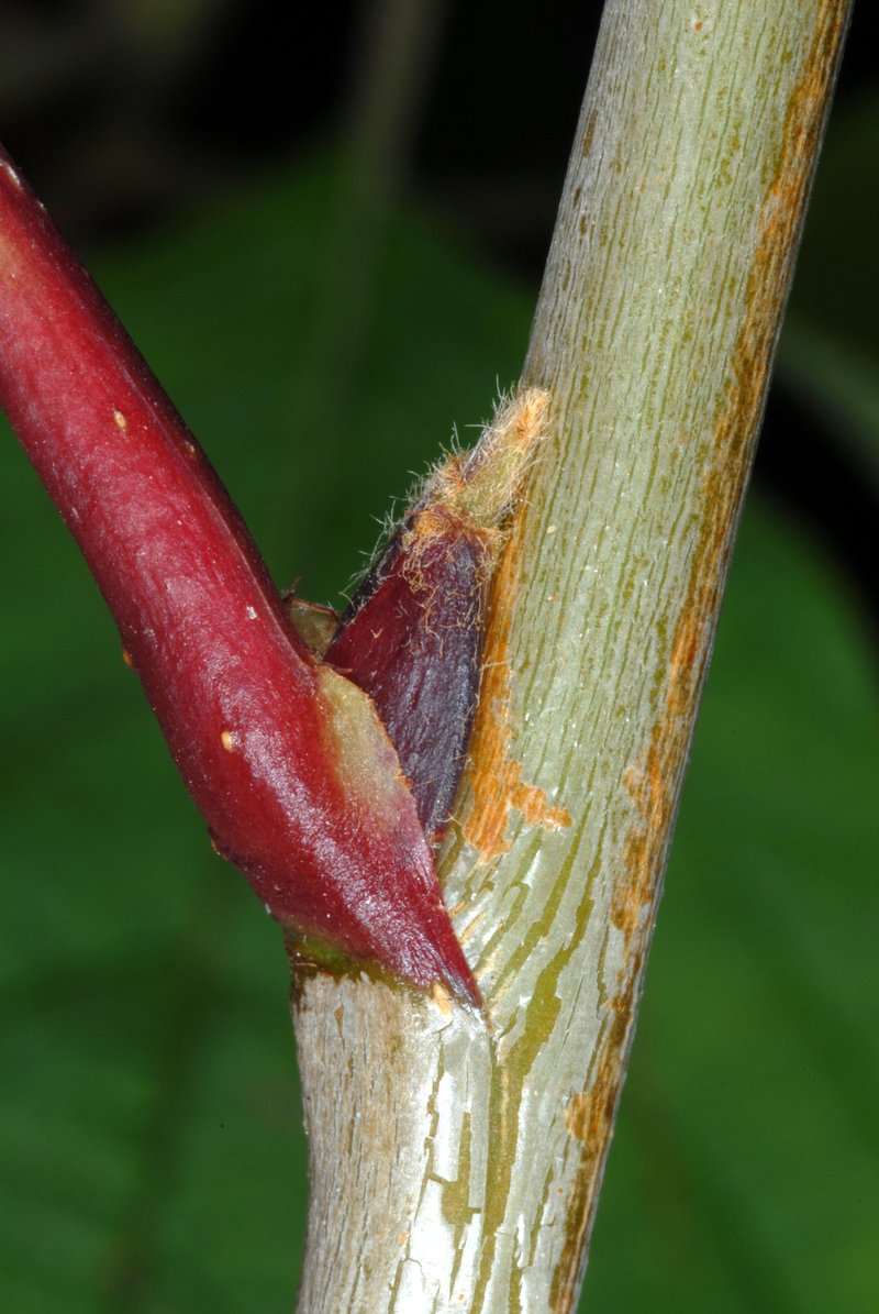 American Mountain Ash photo 8