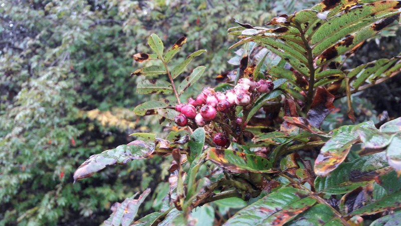 Sorbus arachnoidea photo 2