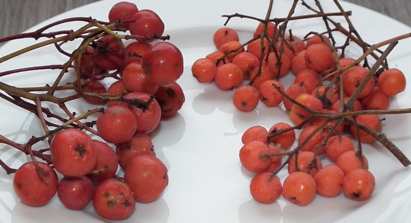 European Mountain Ash photo 7