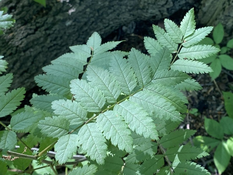 European Mountain Ash photo 8