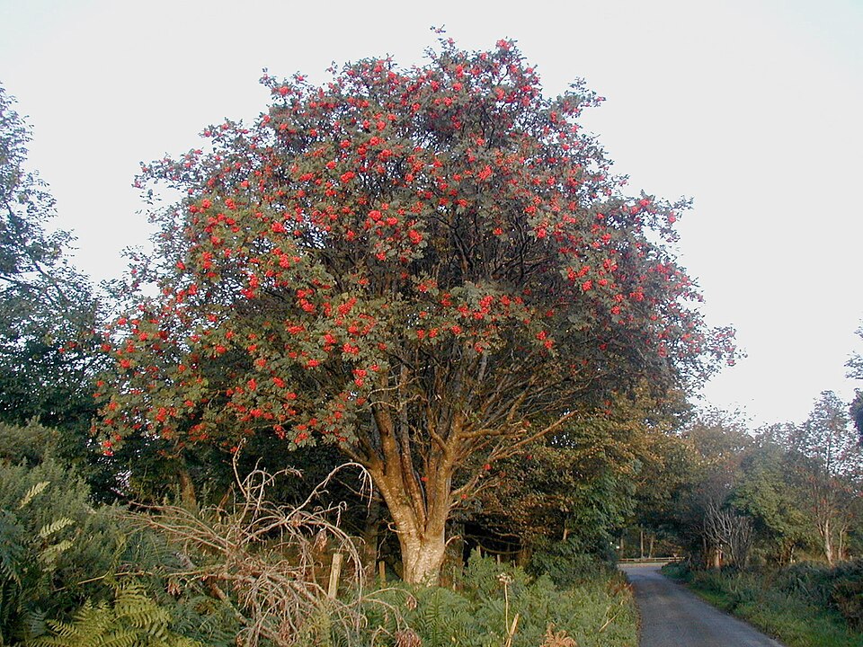 European Mountain Ash