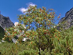 European Mountain Ash