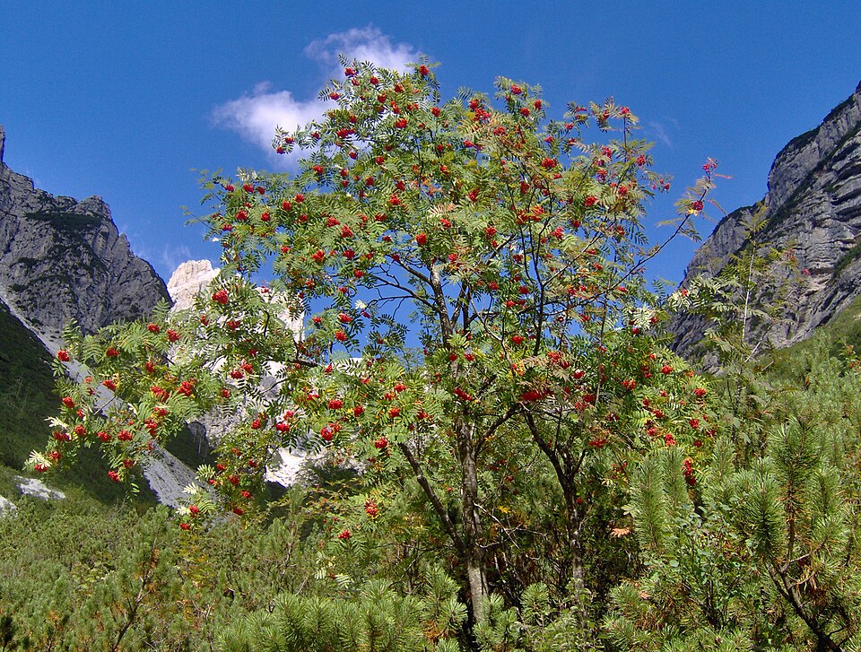 European Mountain Ash photo 2