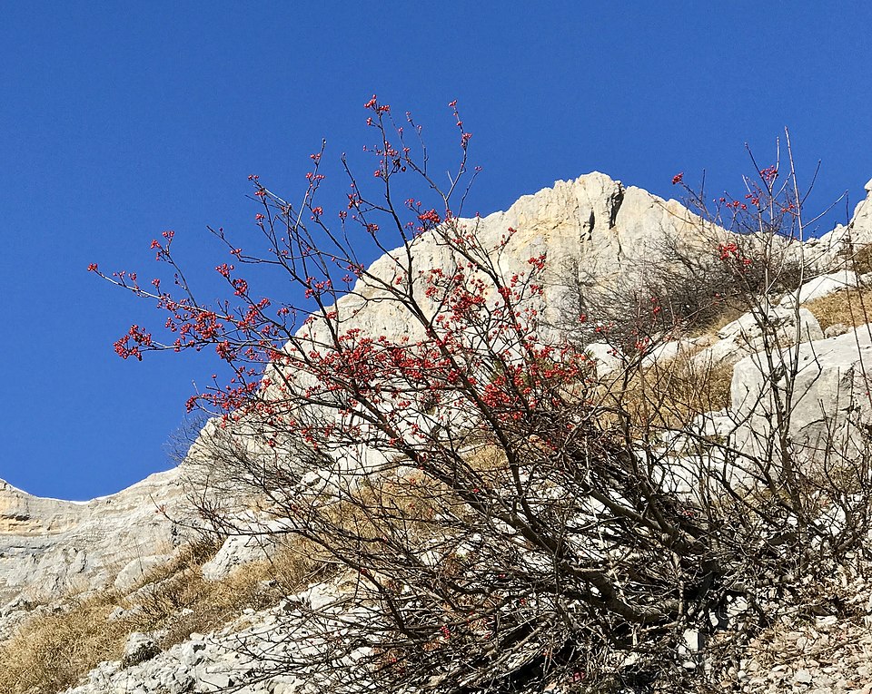 European Mountain Ash photo 3