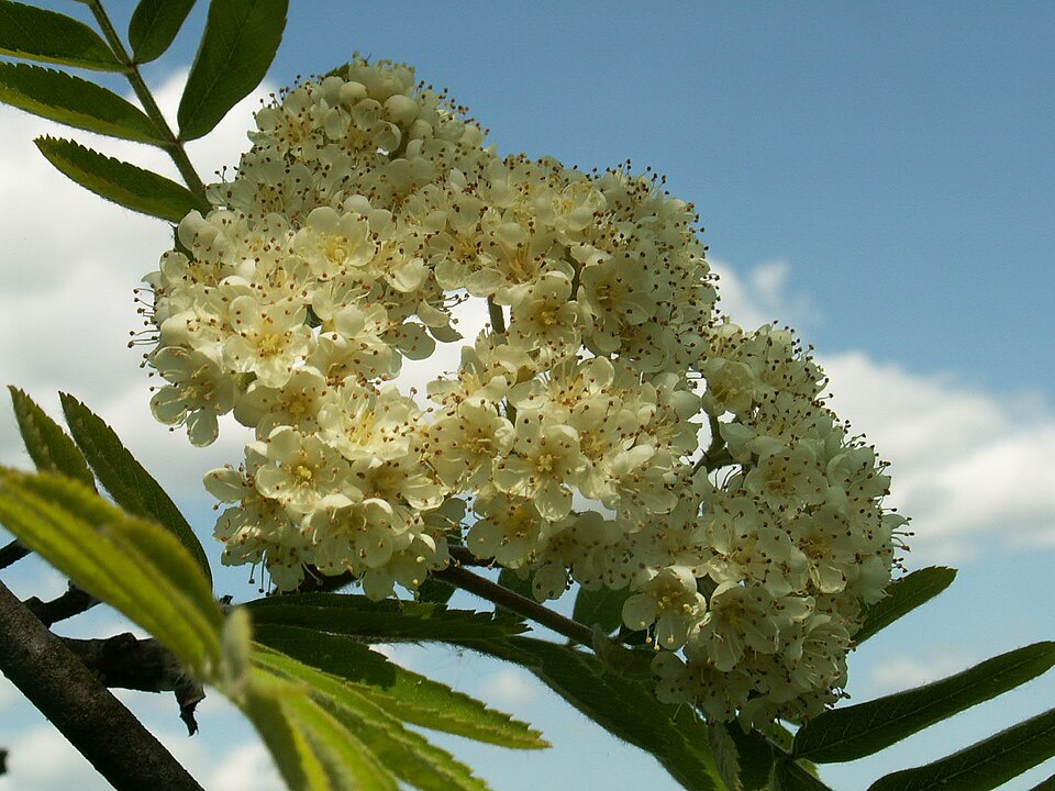 European Mountain Ash photo 4