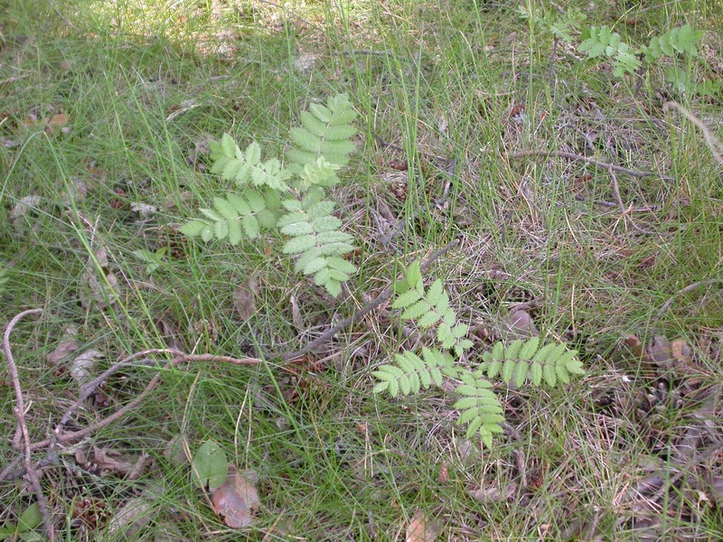 European Mountain Ash photo 5