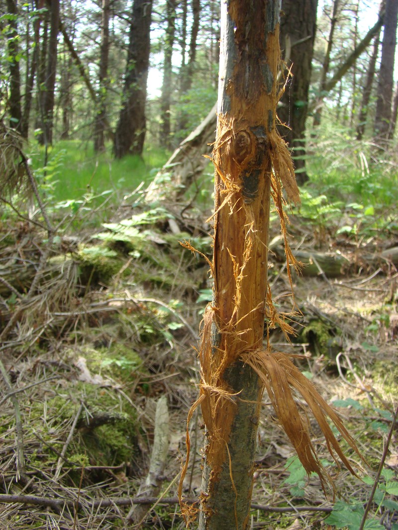 European Mountain Ash photo 6