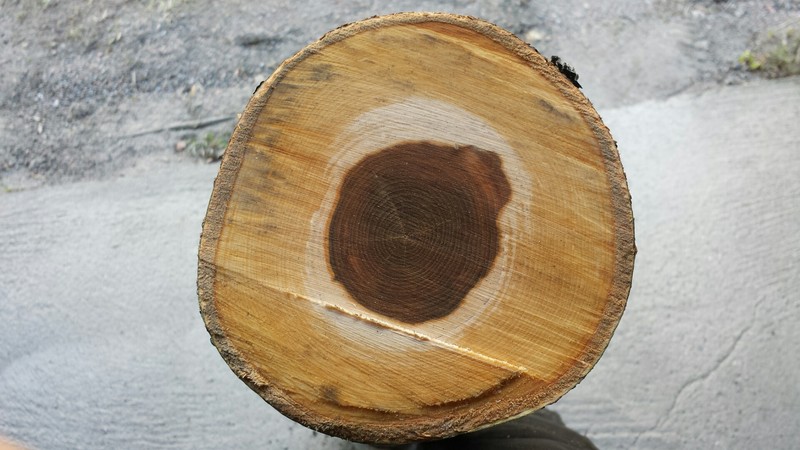 European Mountain Ash photo 7