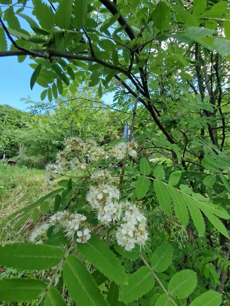 Sorbus aucuparia subsp. aucuparia