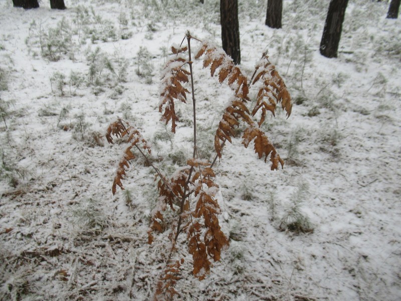 Sorbus aucuparia subsp. glabrata
