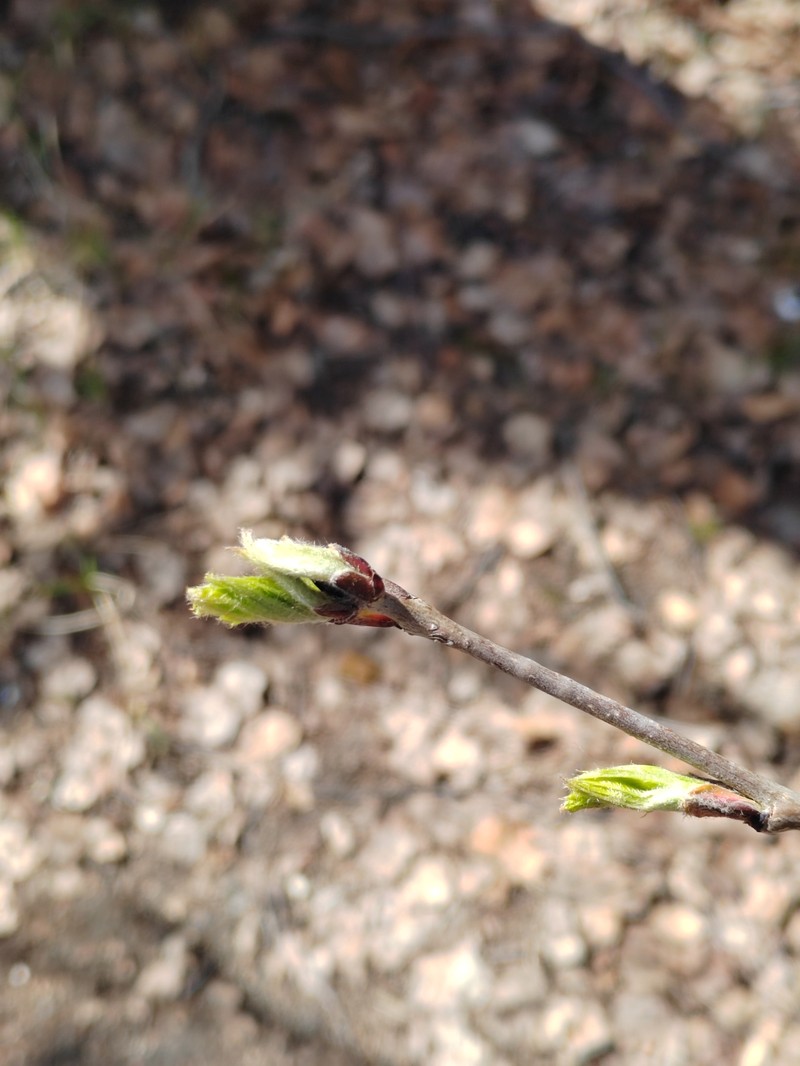 Sorbus aucuparia subsp. glabrata photo 3