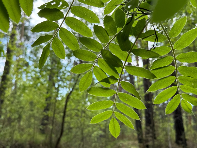 Sorbus aucuparia subsp. glabrata photo 4