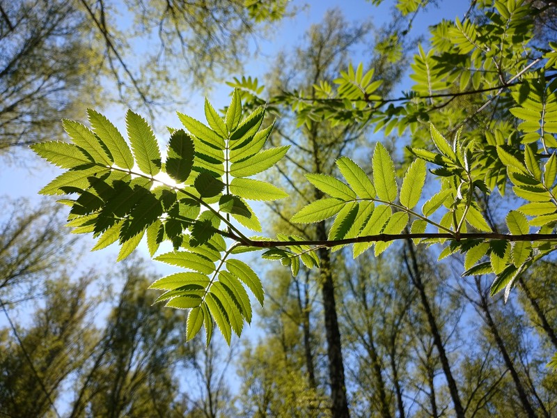Sorbus aucuparia subsp. glabrata photo 5