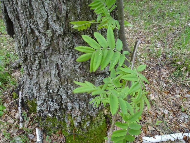 Sorbus aucuparia subsp. glabrata photo 6