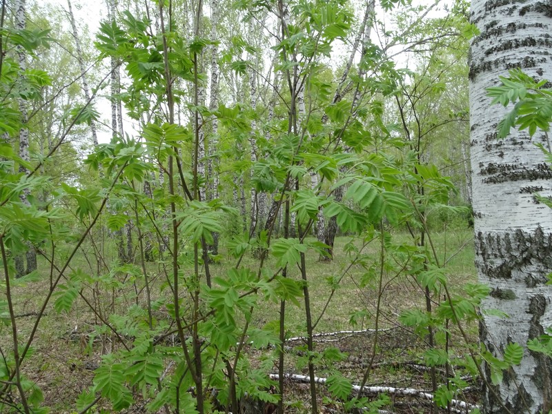 Sorbus aucuparia subsp. glabrata photo 7