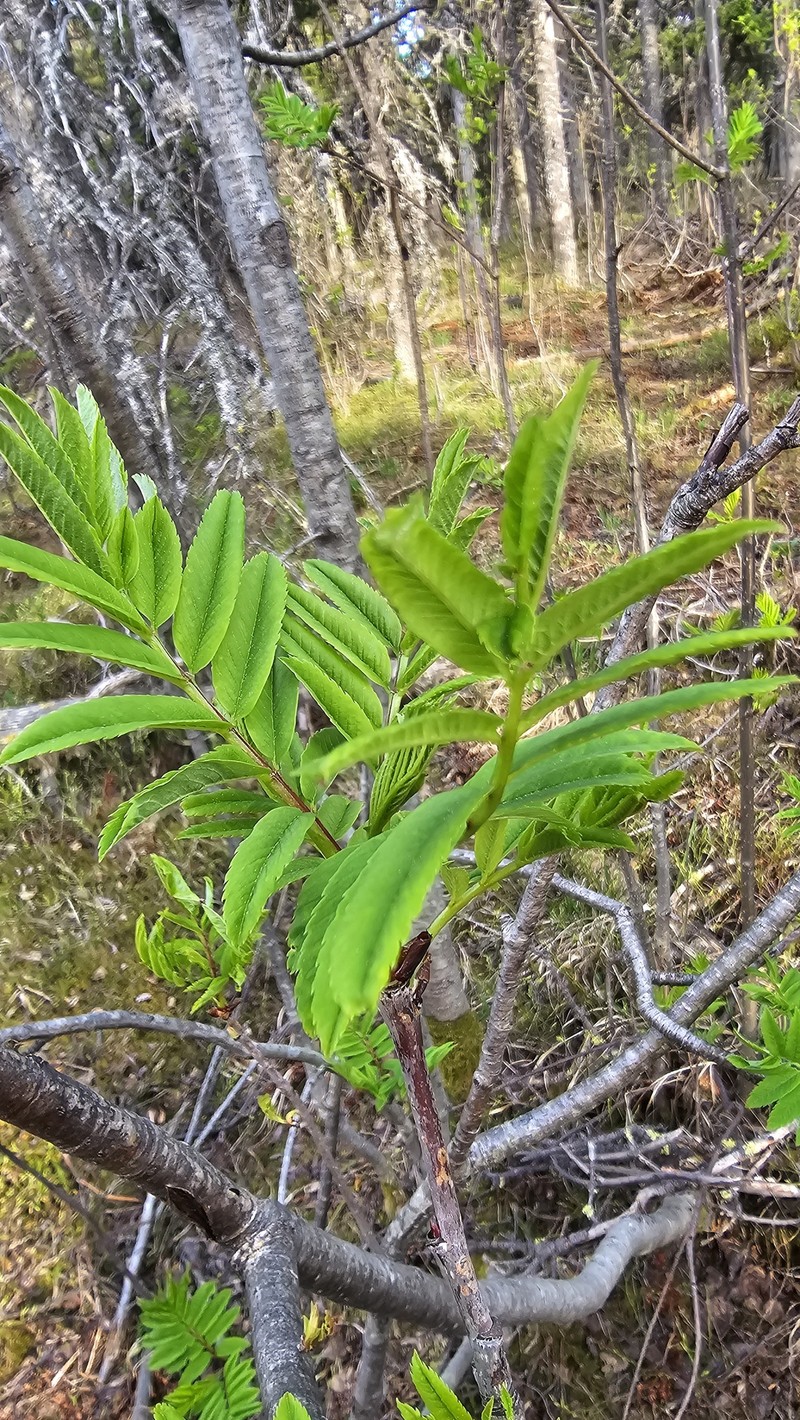 Sorbus aucuparia subsp. glabrata photo 8