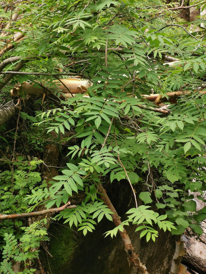 Sorbus aucuparia subsp. pohuashanensis
