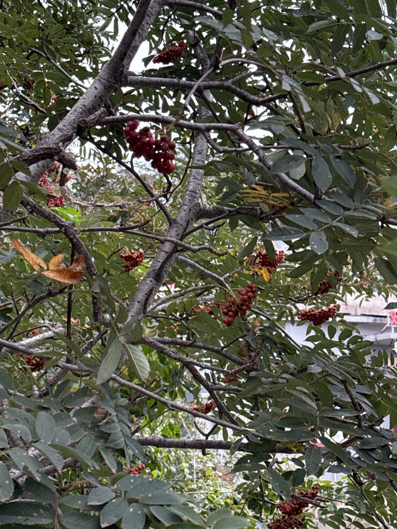 Sorbus aucuparia subsp. pohuashanensis photo 2