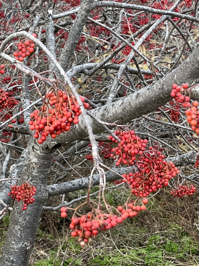 Sorbus aucuparia subsp. pohuashanensis photo 3