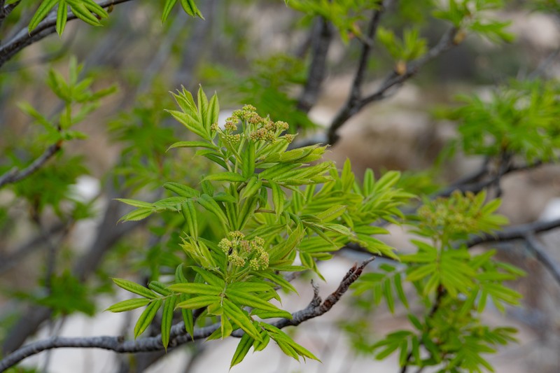 Sorbus aucuparia subsp. pohuashanensis photo 4