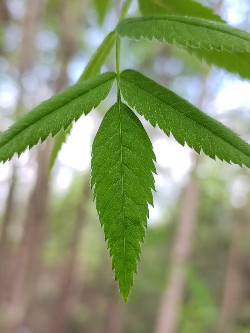 Sorbus aucuparia subsp. pohuashanensis photo 5