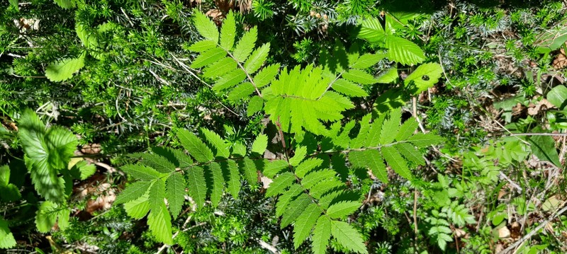 Sorbus aucuparia subsp. pohuashanensis photo 6