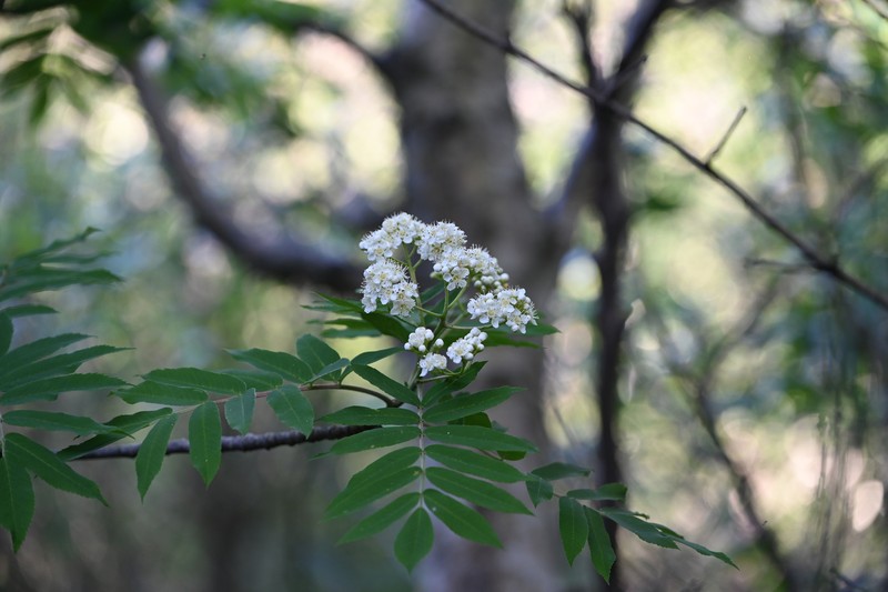 Sorbus aucuparia subsp. pohuashanensis photo 7