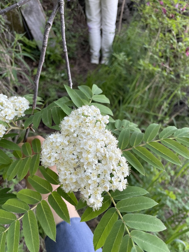Sorbus aucuparia subsp. pohuashanensis photo 8