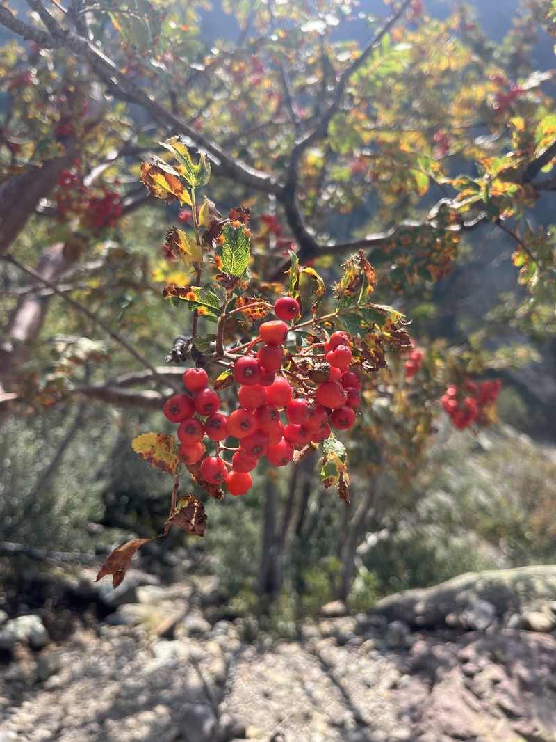 Sorbus aucuparia subsp. praemorsa