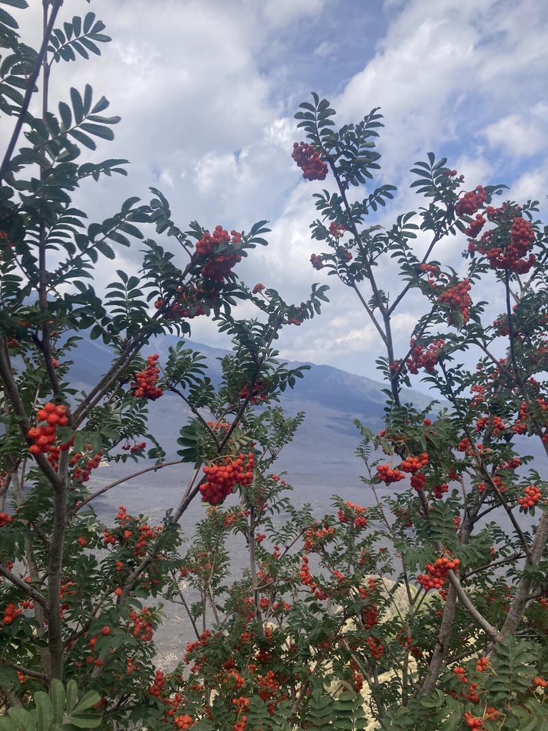 Sorbus aucuparia subsp. praemorsa photo 2
