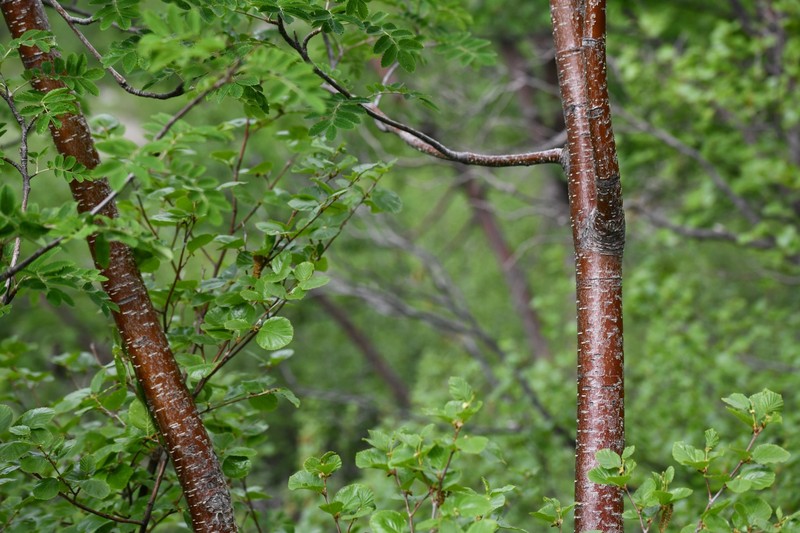 Sorbus aucuparia subsp. praemorsa photo 3
