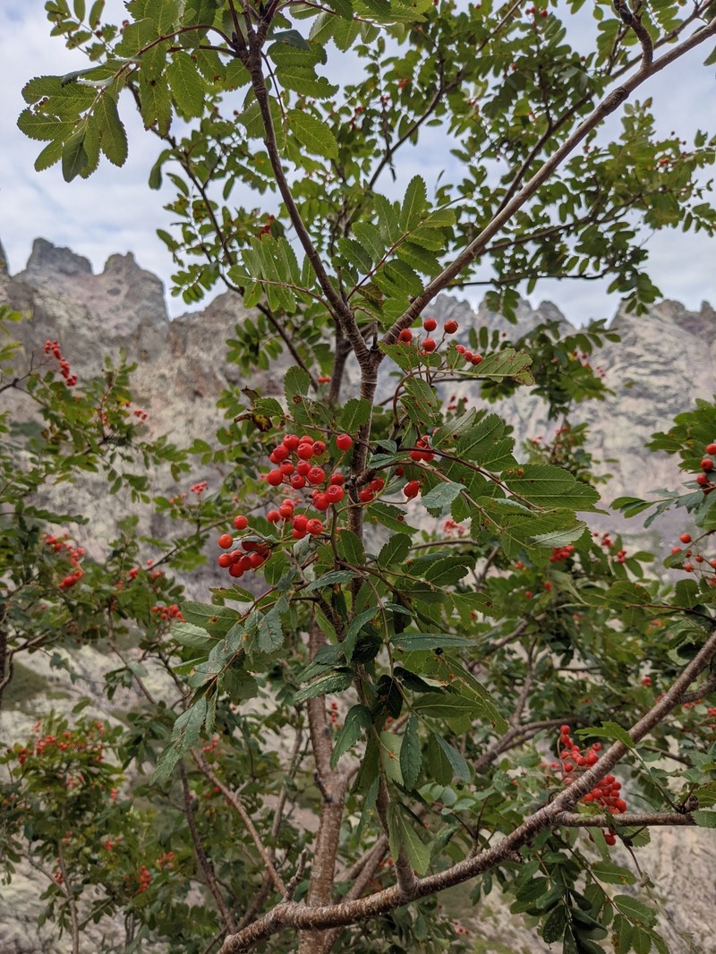 Sorbus aucuparia subsp. praemorsa photo 4