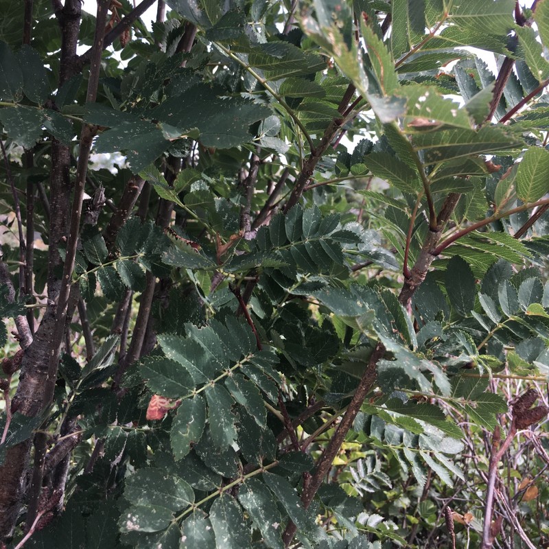 Sorbus aucuparia subsp. praemorsa photo 5