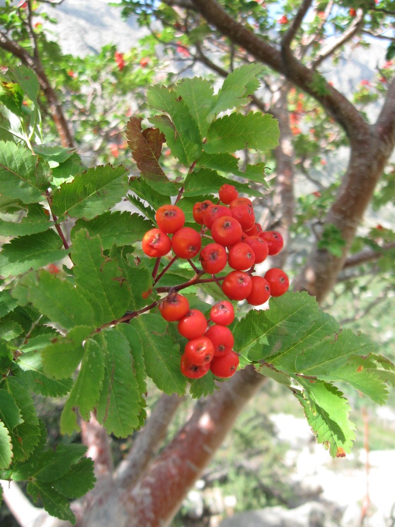 Sorbus aucuparia subsp. praemorsa photo 6